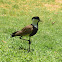 Spur-winged lapwing