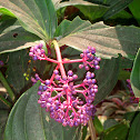 Malaysian Orchid Medinilla