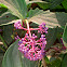 Malaysian Orchid Medinilla