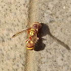 Eusocial paper wasp