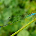 Saffron faced blue dart