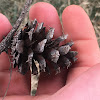 Conifer Cone