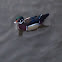 Wood duck