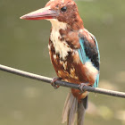 White-throated kingfisher