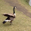 Canada Goose