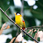 Silver-eared Mesia