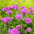 Lesser knapweed