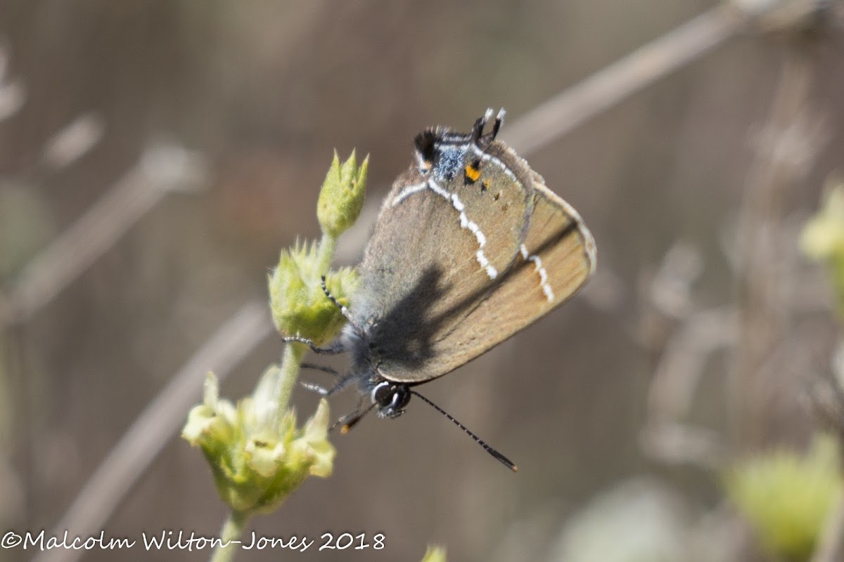 Blue-spot Hairstreak