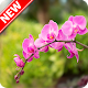 Download Orchid Wallpaper For PC Windows and Mac 1.1