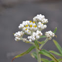 Pearly Everlasting