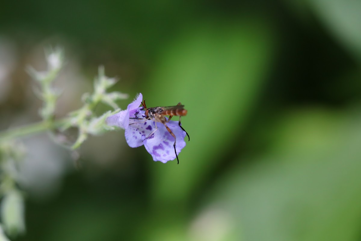 THICK-HEADED FLY