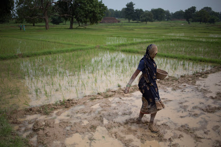 What Priya Pillai and greenpeace were working on in the mahan forest