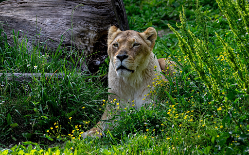 Lioness in the Wild screenshot 1
