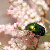 Green rose chafer