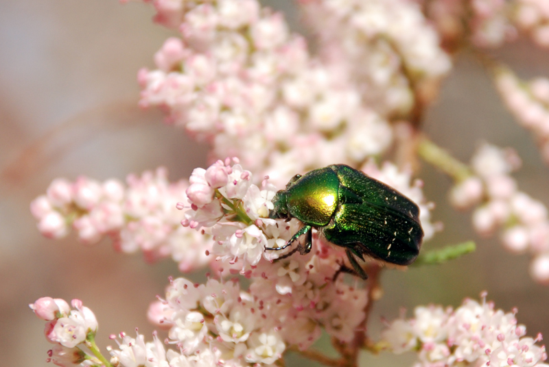 Green rose chafer