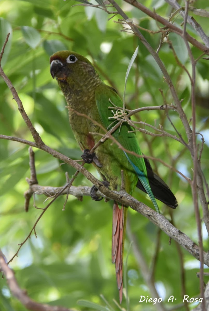 Maroon-bellied Parakeet