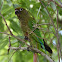 Maroon-bellied Parakeet