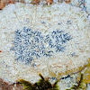 Script lichen