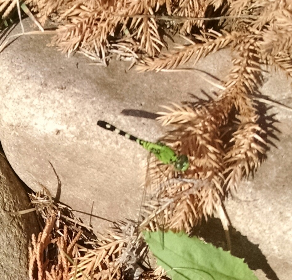 Eastern Pondhawk (female)