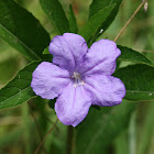 Carolina Wild Petunia