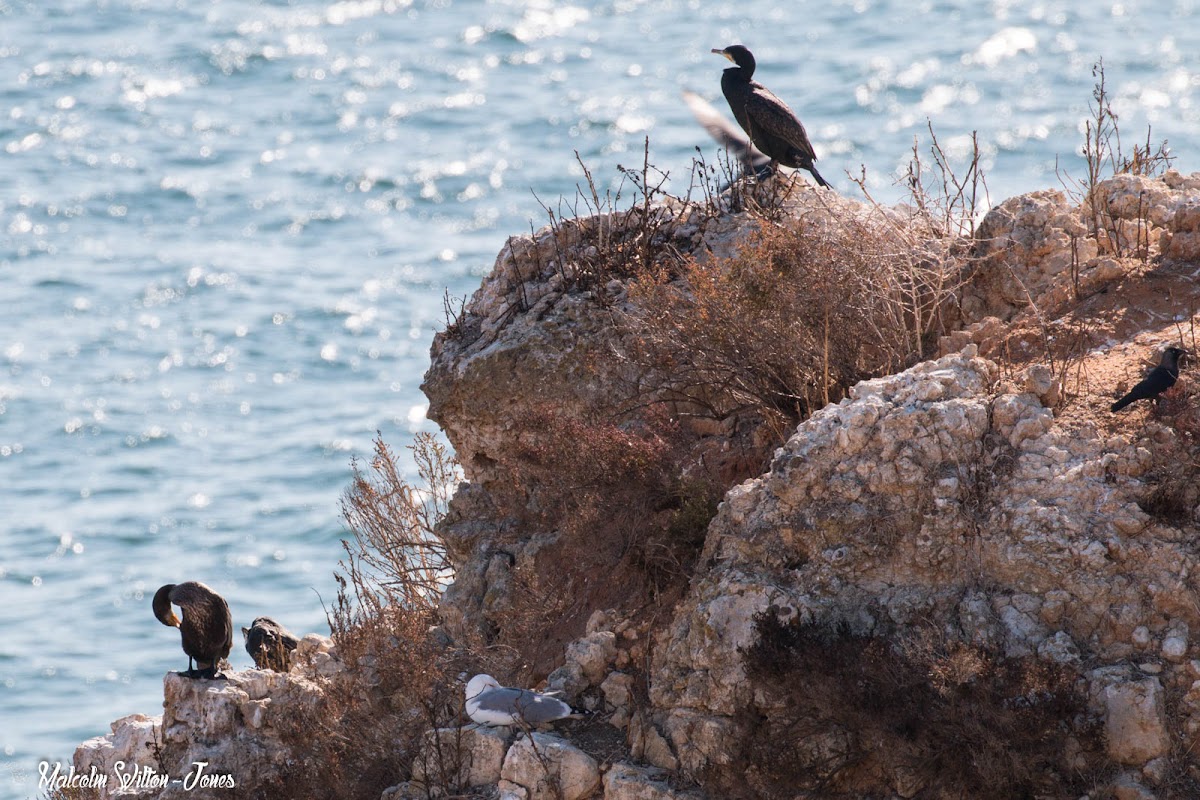 Cormorant