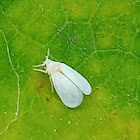 Greenhouse whitefly