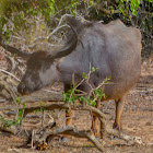 Asian Water Buffalo (wild)