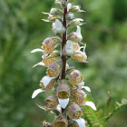 Grecian Foxglove