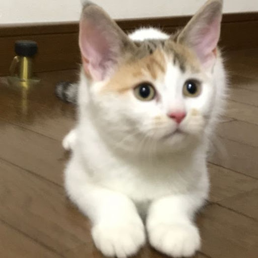 koheiのプロフィール画像