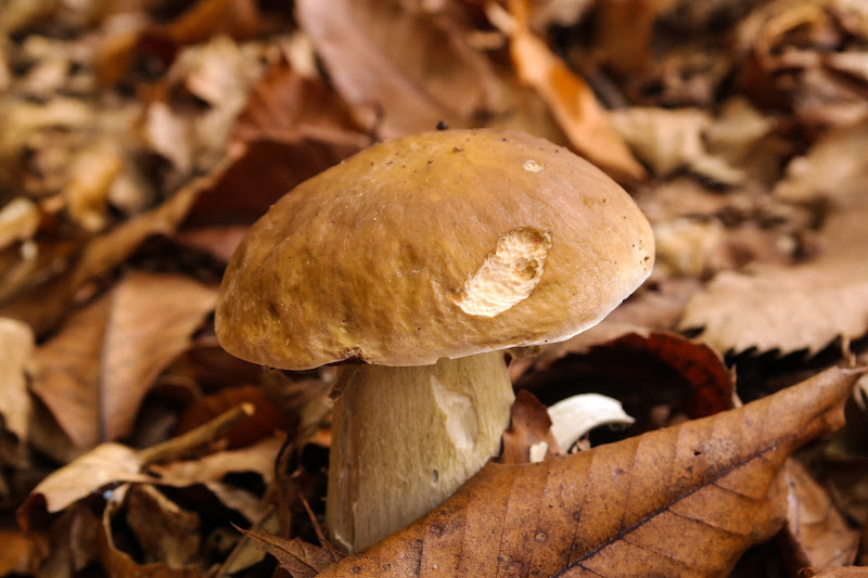 autunno da mangiare di malga73