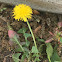 Common dandelion