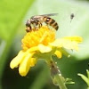 Wasp or bee