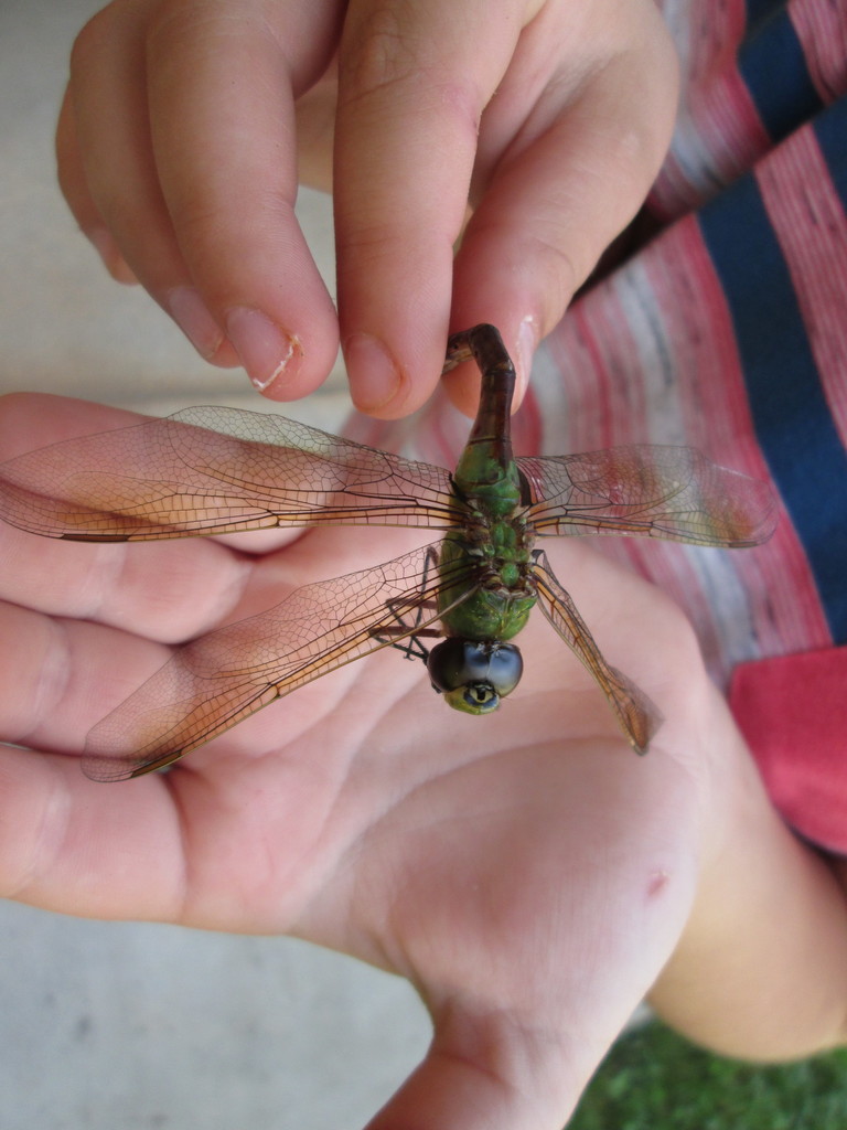 Common Green Darner