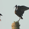 Glossy Ibis