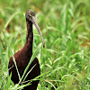 Ibis - Glossy Ibis