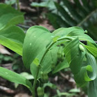 Smooth Solomon's Seal