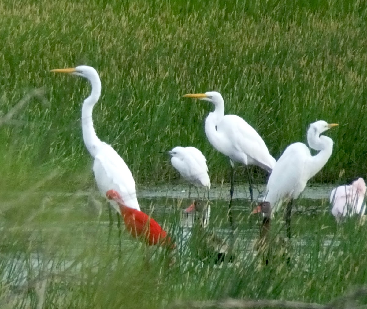 Great Egret