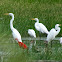 Great Egret