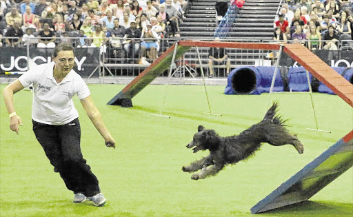 DOGGONE: Annett Fiebig of Germany and her dog Jim Knopf tackle an obstacle course at the Cynologique International Agility World Championship. The objective is to complete a round as quickly as possible