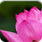 Item logo image for Pink Lotus
