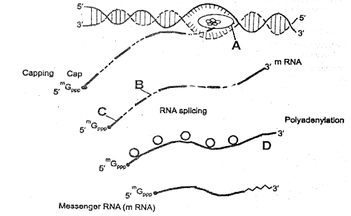 Transcription: Synthesis of RNA