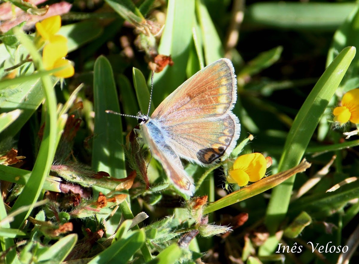 Southern Brown Argus