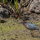 Green Heron