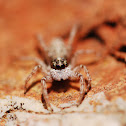 Marpissa mucosa (jumping spider