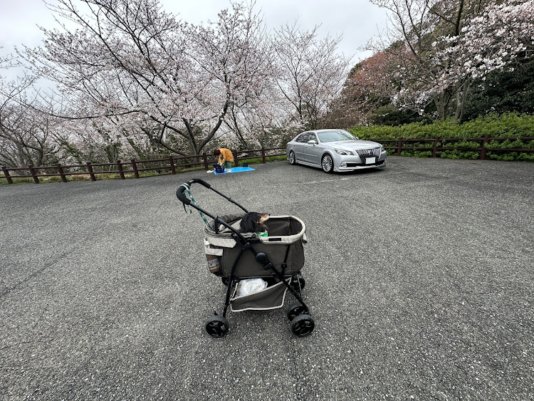 クラウンマジェスタの桜・愛犬とドライブ・お花見ドライブ🌸・桜とコラボ🌸に関するカスタム事例の投稿画像4枚目