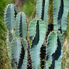 Lady-of-the-Night Cactus