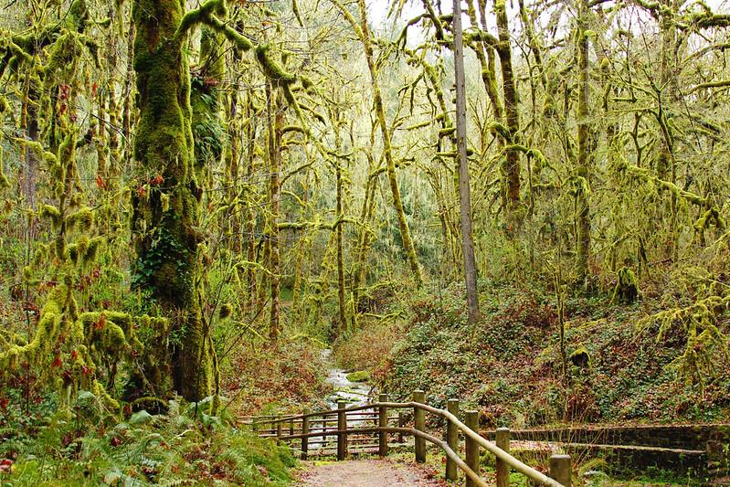 dirt trail in a forest with a creek