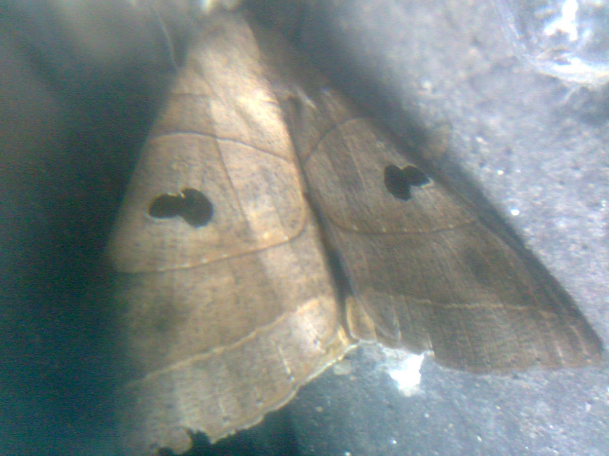 Erebid moth