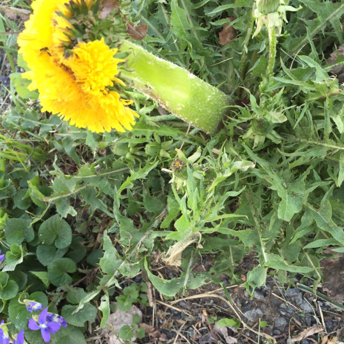 Mutant dandelion