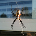 Black and Yellow Garden Spider